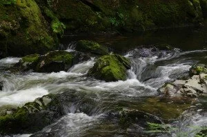 Moss covered rocks in the river near Rhyd Y Sarn